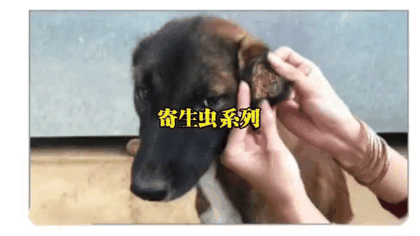 内部寄生虫如何下载 (专家讲解视频免费观看入口)