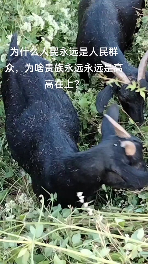 黑山羊之夜更新地址哪里有？最新有效链接都在这儿！