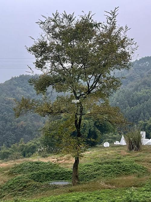 超全小绿山游戏攻略（新手入门看这篇就够了）