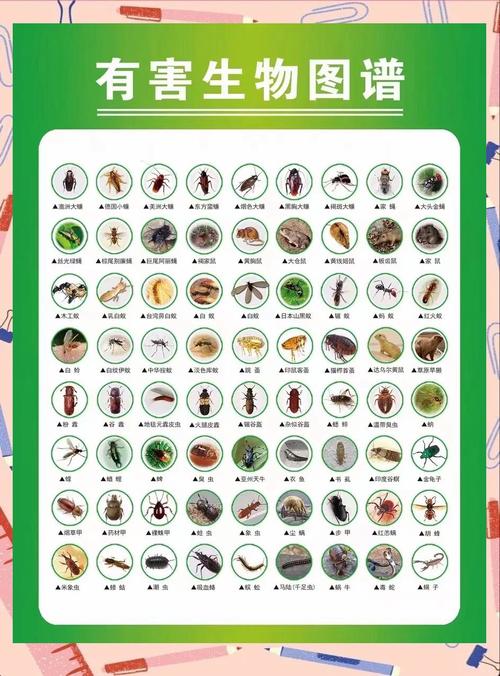 查找内部寄生虫版本大全？这里有最常见的几种介绍！