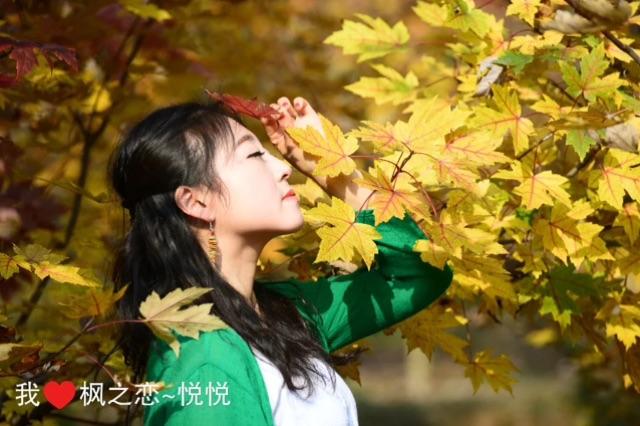 枫之恋官方网站怎么找？(认准这个网址不会错)