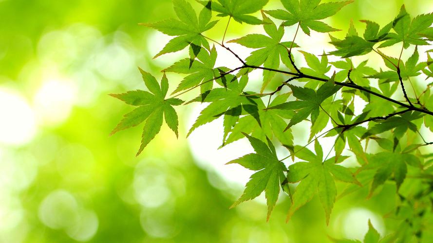 小绿山下载安卓哪个版本好？推荐这个稳定版一键安装！