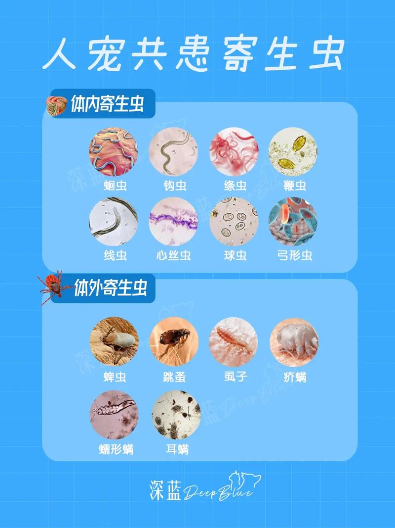 内部寄生虫在哪下载？这些靠谱渠道你一定要知道！