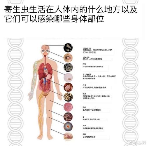 内部寄生虫最新研究有哪些？(快来看看这些新发现)