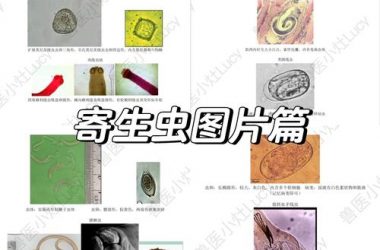 内部寄生虫如何下载 (专家讲解视频免费观看入口)-H游盘