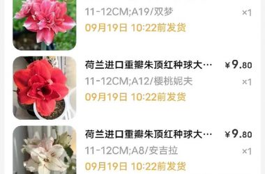 小绿山官方正式版下载最新版哪里找？认准官方渠道最靠谱！-H游盘