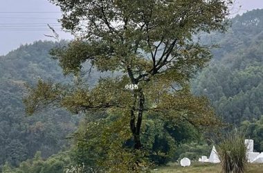 超全小绿山游戏攻略（新手入门看这篇就够了）-H游盘