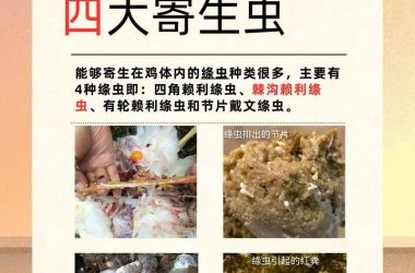 查找内部寄生虫版本大全？这里有最常见的几种介绍！-H游盘