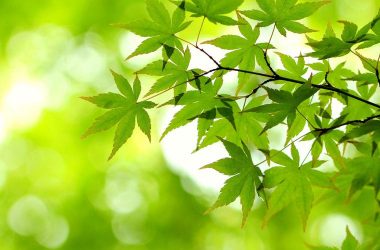 小绿山下载安卓哪个版本好？推荐这个稳定版一键安装！-H游盘