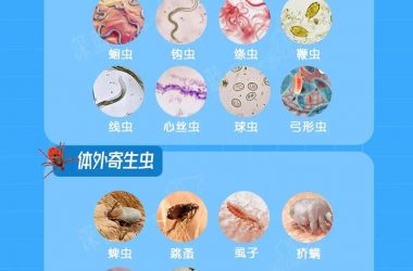 内部寄生虫在哪下载？这些靠谱渠道你一定要知道！-H游盘